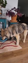 Reunited Female Dog last seen Greenbriar Shopping Center, Fairfax, VA 22033