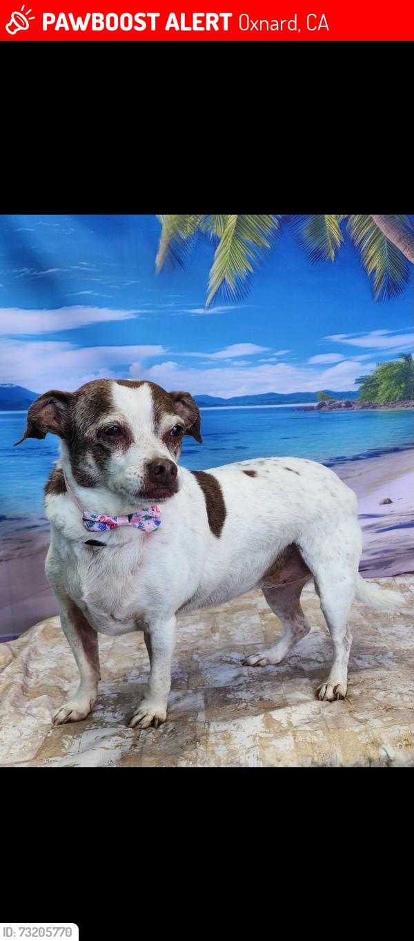 Lost Female Dog last seen G Street, Oxnard, CA 93030