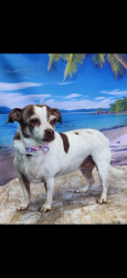 Lost Female Dog last seen G Street, Oxnard, CA 93030