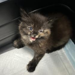 Shelter Stray Female Cat last seen Near Bullock Drive, San Diego, CA, 92114, 5500 Gaines St, San Diego, CA 92110, USA