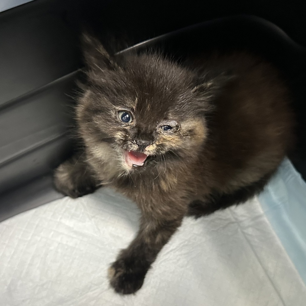 Shelter Stray Female Cat last seen Near Bullock Drive, San Diego, CA, 92114, 5500 Gaines St, San Diego, CA 92110, USA