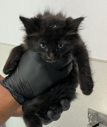 Shelter Stray Male Cat last seen Near Harris Plant Road, San Diego, CA, 92145, 5500 Gaines St, San Diego, CA 92110, USA