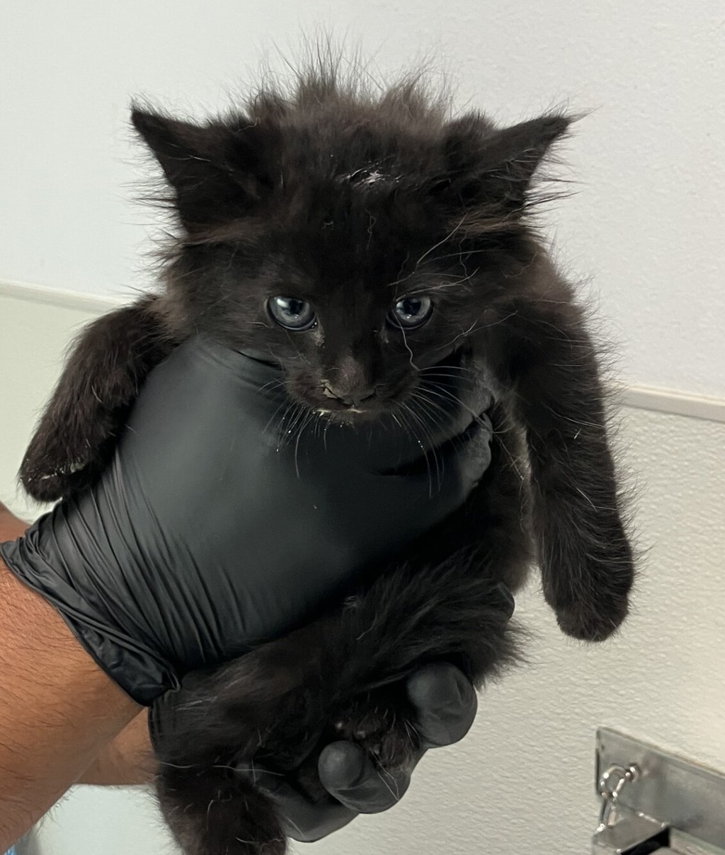 Shelter Stray Male Cat last seen Near Harris Plant Road, San Diego, CA, 92145, 5500 Gaines St, San Diego, CA 92110, USA