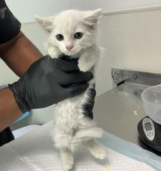 Shelter Stray Male Cat last seen Near Harris Plant Road, San Diego, CA, 92145, 5500 Gaines St, San Diego, CA 92110, USA