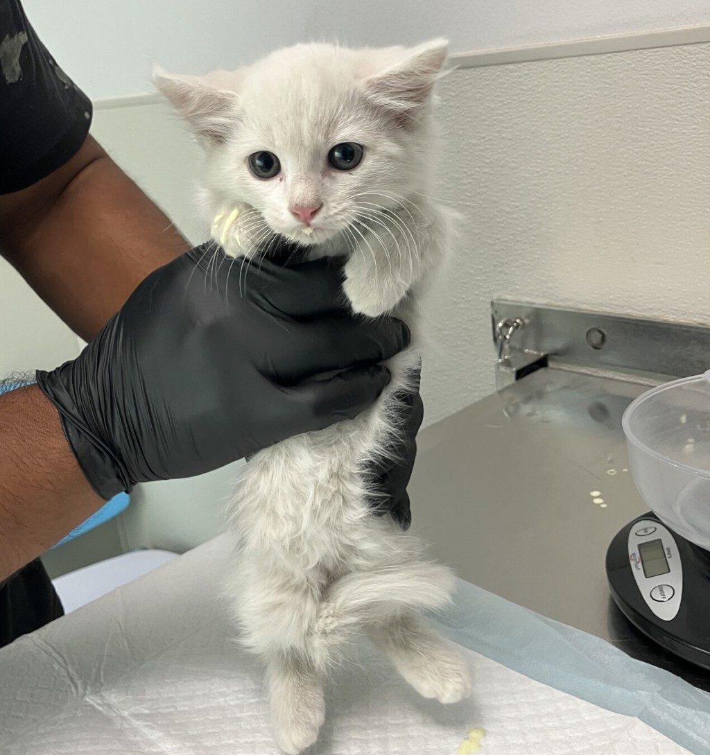 Shelter Stray Male Cat last seen Near Harris Plant Road, San Diego, CA, 92145, 5500 Gaines St, San Diego, CA 92110, USA