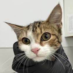 Shelter Stray Female Cat last seen Oceanview Boulevard, San Diego, CA, 92113, 5500 Gaines St, San Diego, CA 92110, USA
