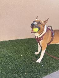 Shelter Stray Male Dog last seen Near Station Village Way, San Diego, CA, 92108, 5500 Gaines St, San Diego, CA 92110, USA