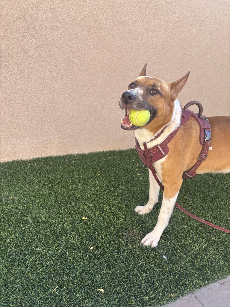 Shelter Stray Male Dog last seen Near Station Village Way, San Diego, CA, 92108, 5500 Gaines St, San Diego, CA 92110, USA
