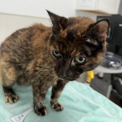 Shelter Stray Female Cat last seen Near Costa Verde Boulevard, San Diego, CA, 92122, 5500 Gaines St, San Diego, CA 92110, USA