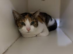 Shelter Stray Female Cat last seen Near Olive Avenue, Vista, CA, 92083, Oceanside, CA 92058, USA