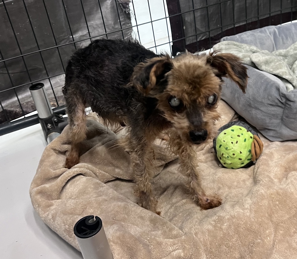 Shelter Stray Female Dog last seen 30th Street, San Diego, CA, 92102, 5500 Gaines St, San Diego, CA 92110, USA