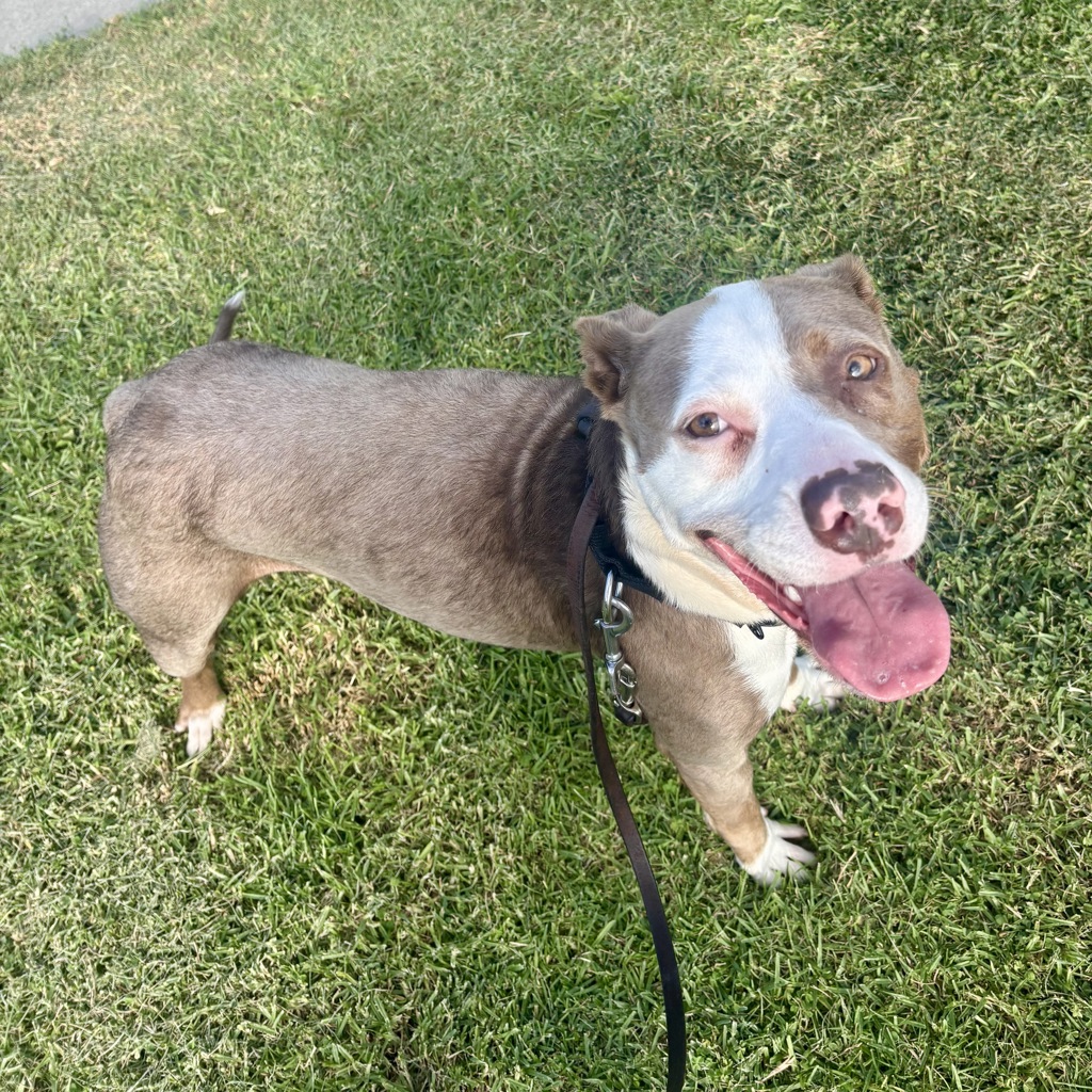 Shelter Stray Female Dog last seen Mesa Drive, Oceanside, CA, 92054, Oceanside, CA 92058, USA