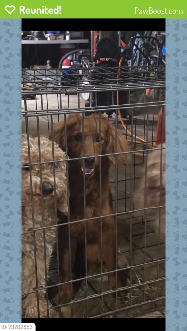 Reunited Male Dog last seen Cartwright and La Quinta, Missouri City, TX 77459