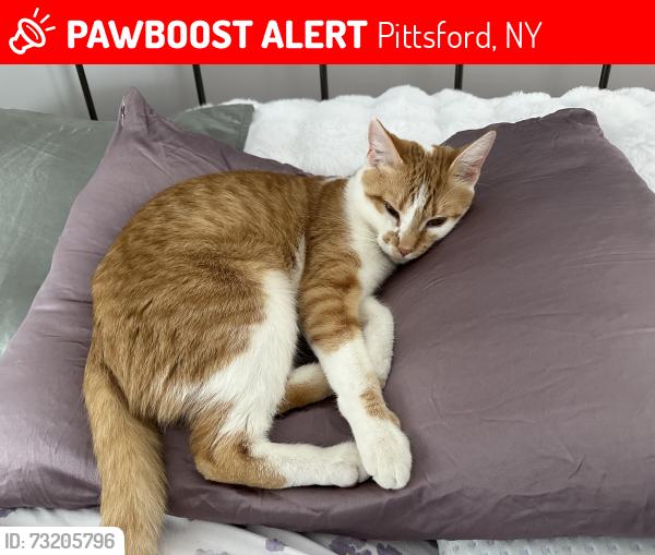 Lost Male Cat last seen Stone Road, Pittsford, NY 14534