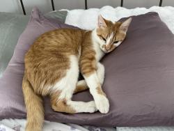 Lost Male Cat last seen Stone Road, Pittsford, NY 14534