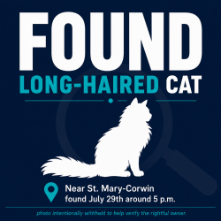 Found/Stray Unknown Cat last seen St Mary Corwin hosp, Pueblo, CO 81004