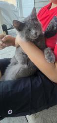 Found/Stray Male Cat last seen 92th ave, Westminster, CO 80031