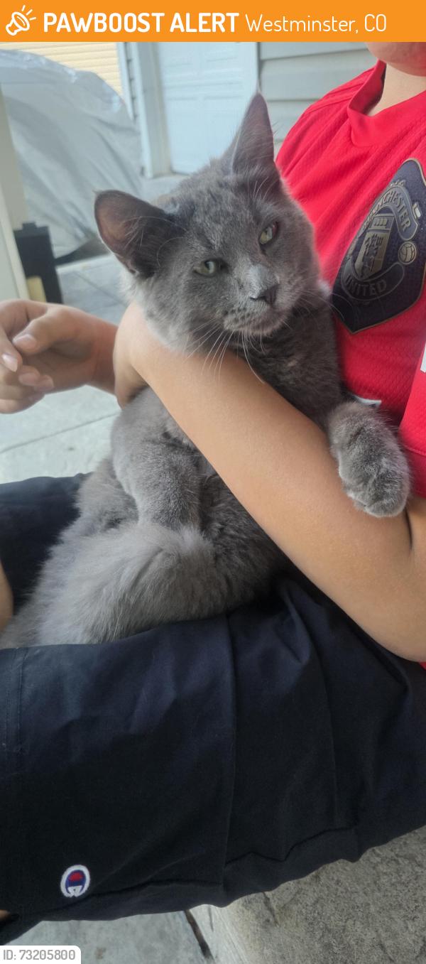 Found/Stray Male Cat last seen 92th ave, Westminster, CO 80031