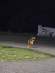 Found/Stray Male Dog last seen Near Rockfish Rd, Raeford, NC 28376, Raeford, NC 28376