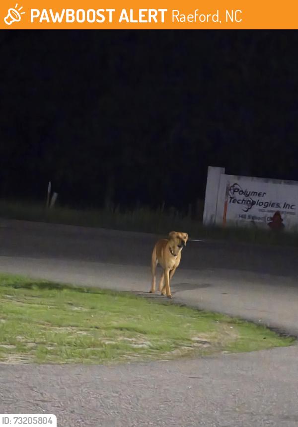 Found/Stray Male Dog last seen Near Rockfish Rd, Raeford, NC 28376, Raeford, NC 28376