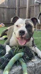 Lost Male Dog last seen Near Dalton st, Lowell, MA 01850