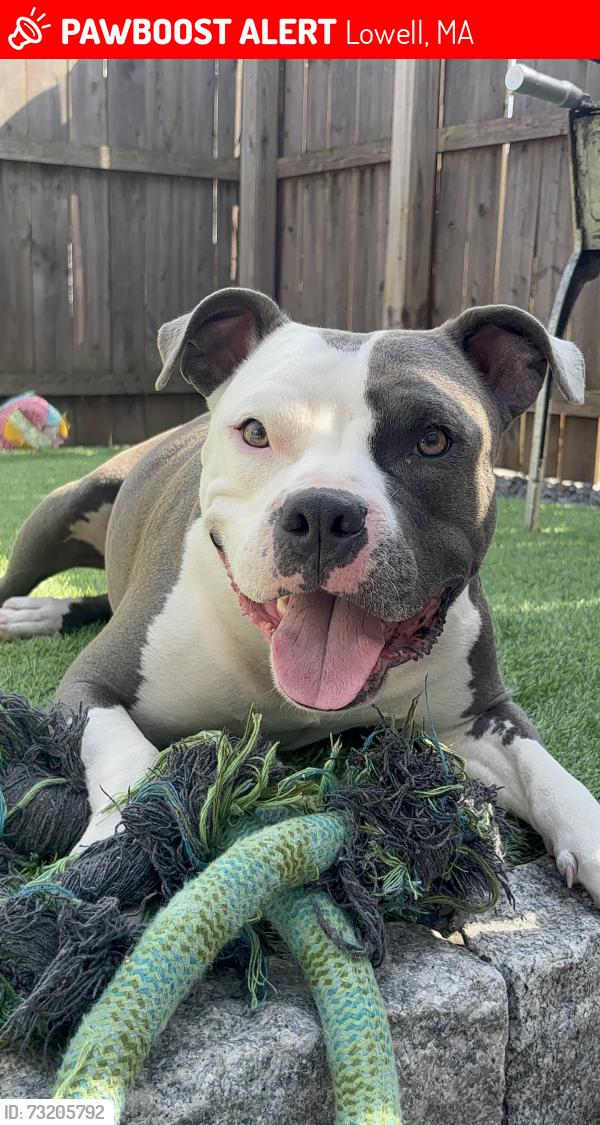 Lost Male Dog last seen Near Dalton st, Lowell, MA 01850