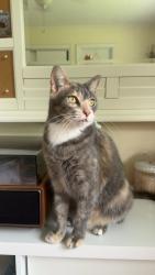 Reunited Female Cat last seen Gordon Road & Route 40, Wilmington, NC 28411