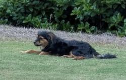 Found/Stray Unknown Dog last seen MacDuff, Peachtree City, GA 30269