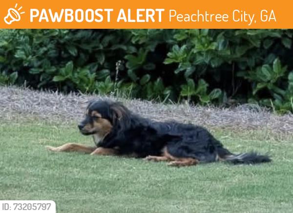 Found/Stray Unknown Dog last seen MacDuff, Peachtree City, GA 30269