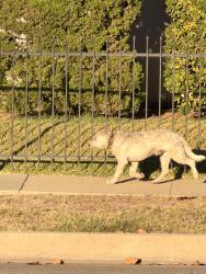 Found/Stray Unknown Dog last seen Deeboyar and harbor, Lakewood, CA 90712