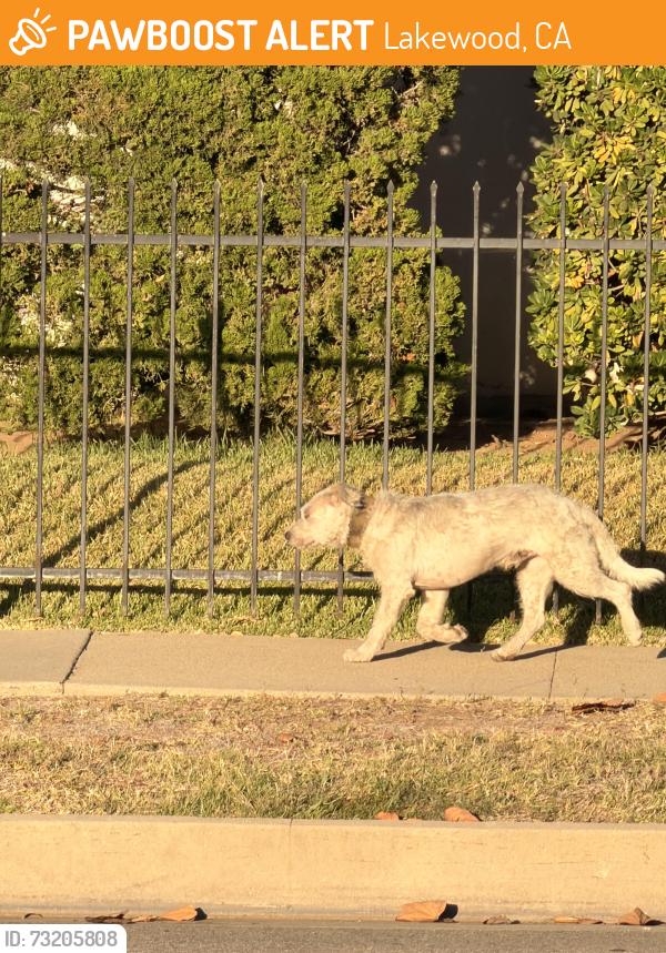 Found/Stray Unknown Dog last seen Deeboyar and harbor, Lakewood, CA 90712