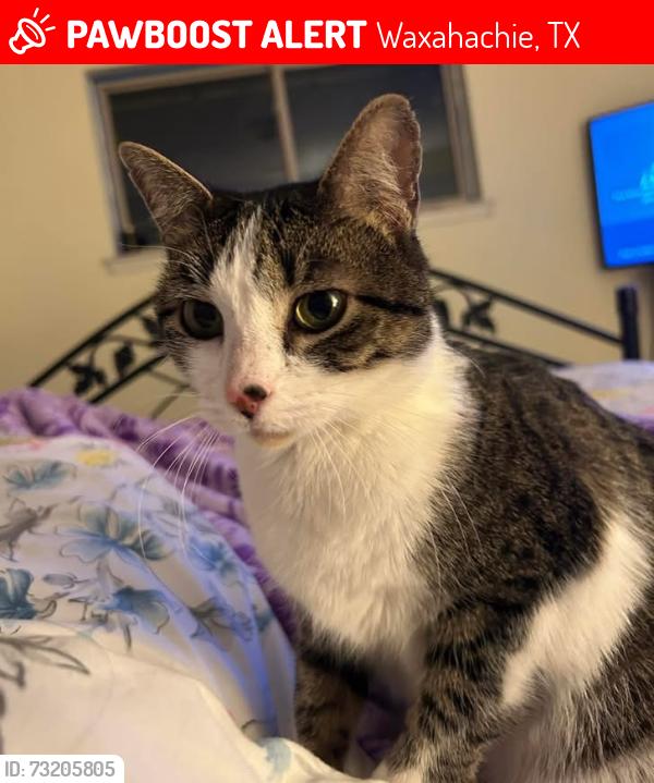 Lost Female Cat last seen Alexander Drive 1600 Block, Waxahachie, TX 75165