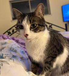 Lost Female Cat last seen Alexander Drive 1600 Block, Waxahachie, TX 75165