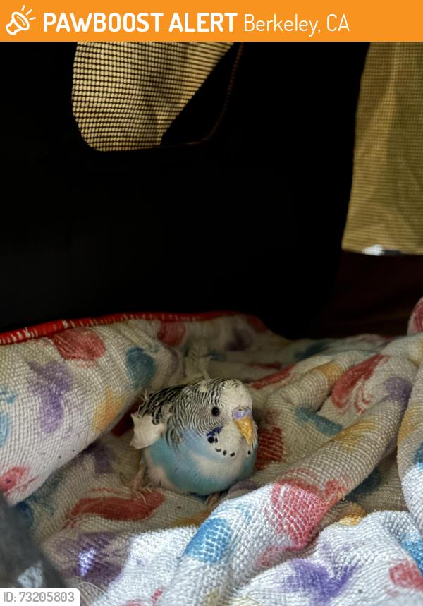 Found/Stray Unknown Bird last seen Ashby BART, Berkeley, CA 94703