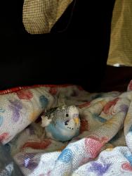 Found/Stray Unknown Bird last seen Ashby BART, Berkeley, CA 94703