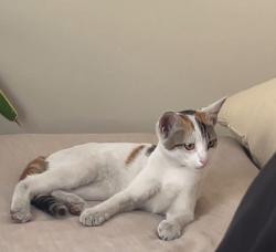 Reunited Female Cat last seen Near Valenzuela Cir, Mission Viejo, CA 92691, USA, Mission Viejo, CA 92691
