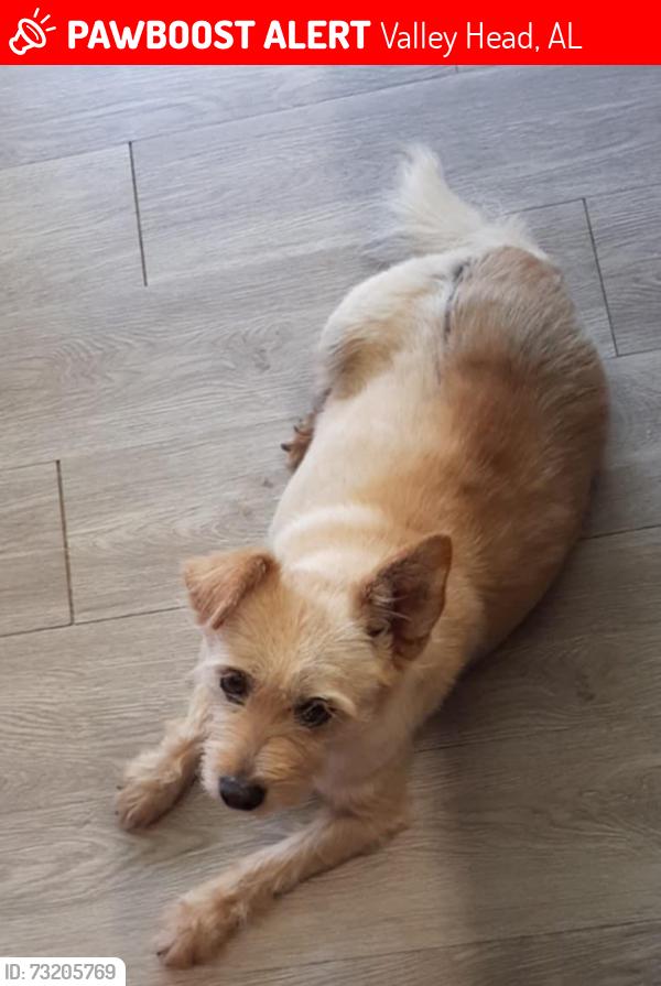 Lost Female Dog last seen County Road 674, Valley Head, AL 35989