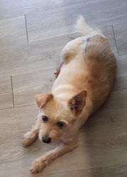 Lost Female Dog last seen County Road 674, Valley Head, AL 35989