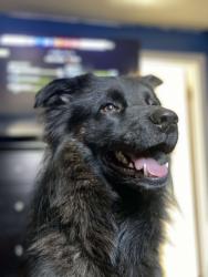 Lost Male Dog last seen Near Amarillo Hifg School, Amarillo, TX 79109