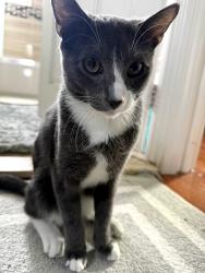 Lost Male Cat last seen Near ave 126th street, Queens, NY 11420