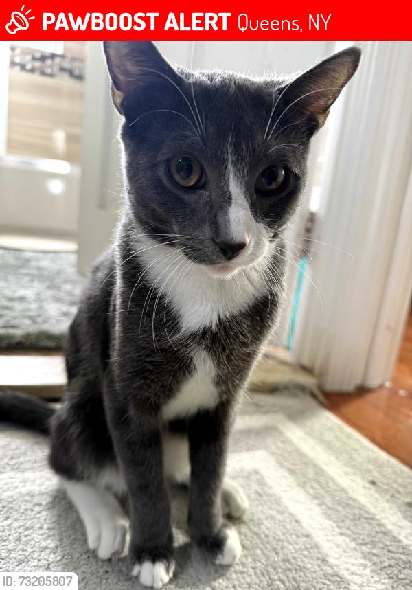 Lost Male Cat last seen Near ave 126th street, Queens, NY 11420