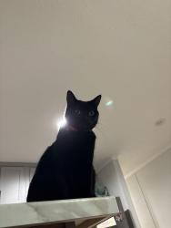 Reunited Female Cat last seen Old Marshall Highway, Asheville, NC 28804