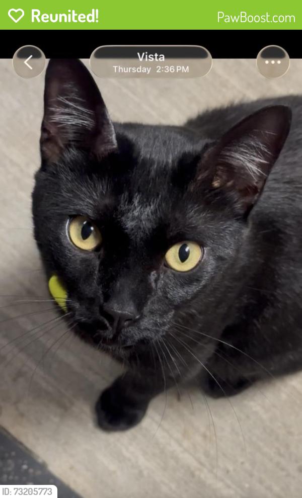 Reunited Male Cat last seen Near Friendly Dr, Vista, CA 92084, USA, Vista, CA 92084