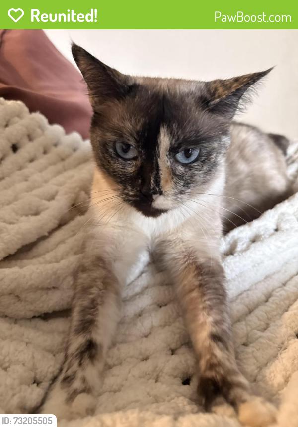 Reunited Female Cat last seen Bryant and York, San Francisco, CA 94110