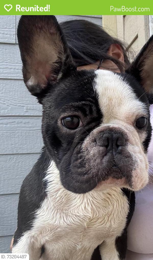 Reunited Female Dog last seen Grafton Ave and Weatmoreland, Dallas, TX 75211