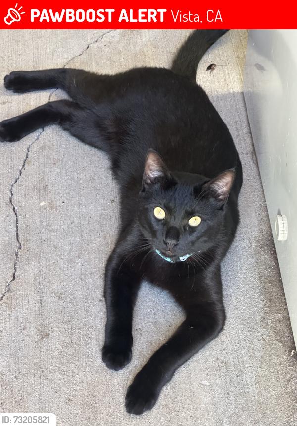 Lost Male Cat last seen Allesandro Trail, Vista, CA 92084