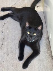 Lost Male Cat last seen Allesandro Trail, Vista, CA 92084