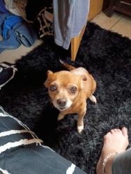 Lost Female Dog last seen Near Mcdowell St, Asheville, NC 28801