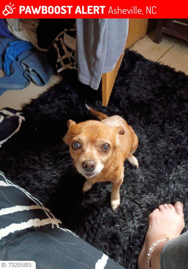 Lost Female Dog last seen Near Mcdowell St, Asheville, NC 28801