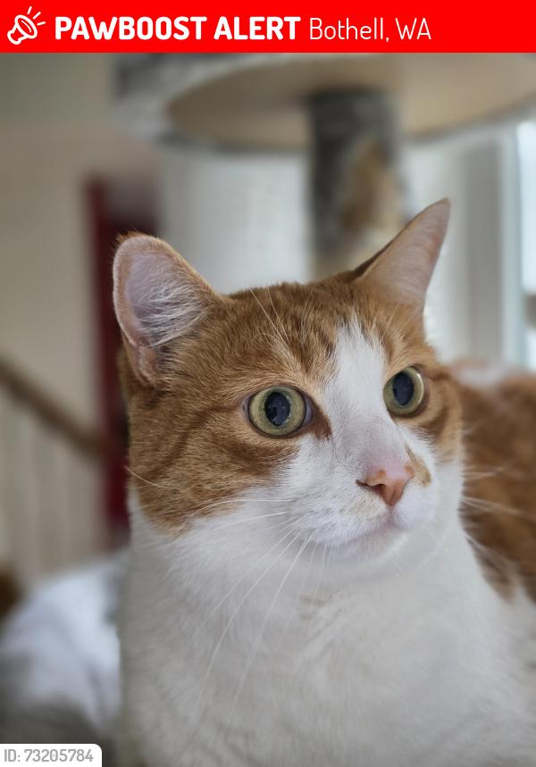 Lost Male Cat last seen 180th and 25th Dr in North Bothell in Crystal Hills Neighborhood, Bothell, WA 98012